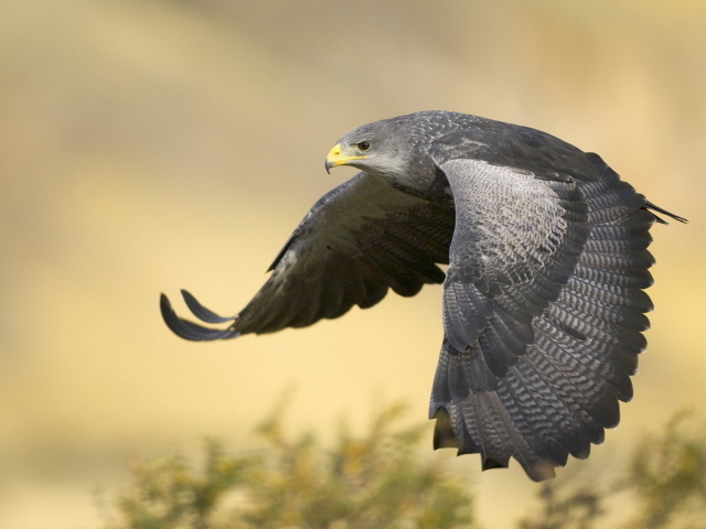 Черный канюк в полете