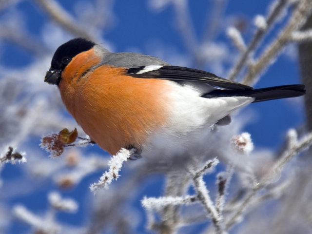Снегирь на ветке