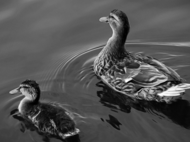 Утка и утенок