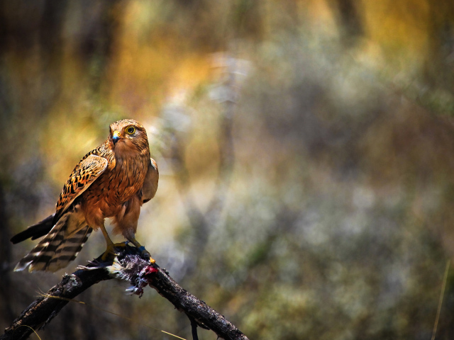Сокол с добычей