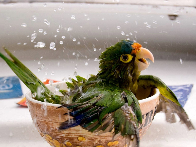 Купающийся попугай