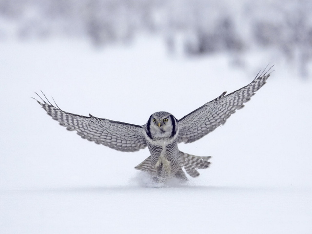 Сова на охоте