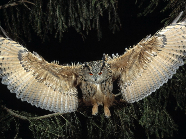 Филин в полете