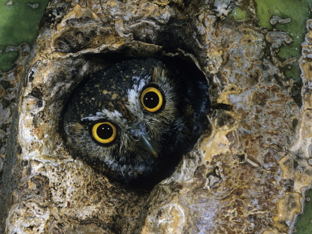 Сова в дупле