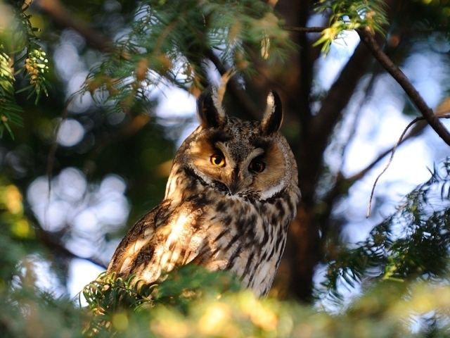 Сова на ветке