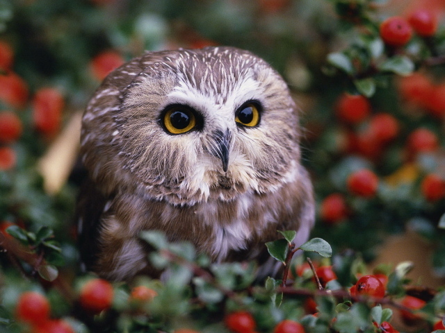 Совенок на кусту