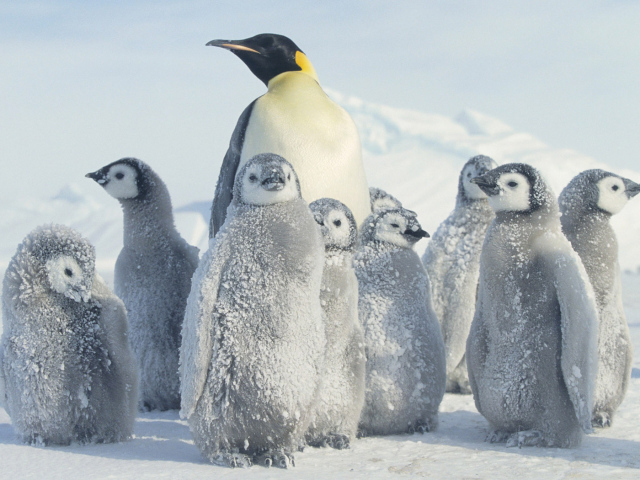 Пингвин и малыши
