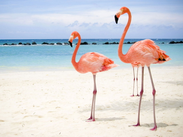 Розовый фламинго на берегу