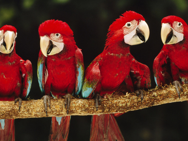 Красные ары