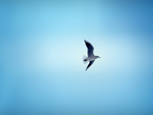 Чайка в небе