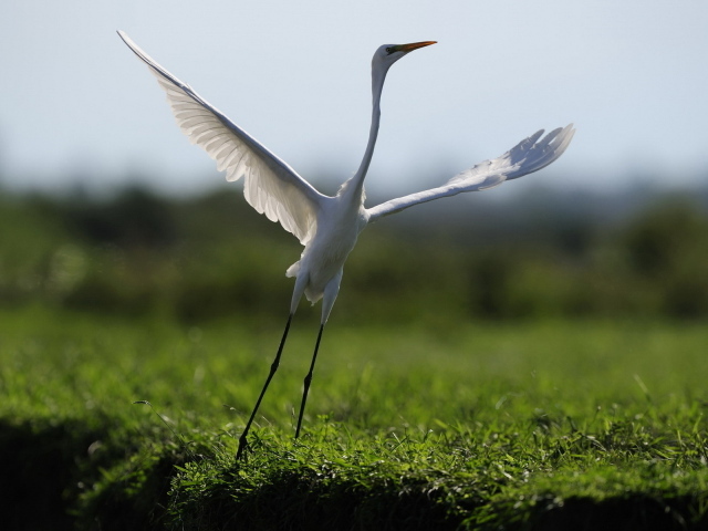 Взлетающая цапля