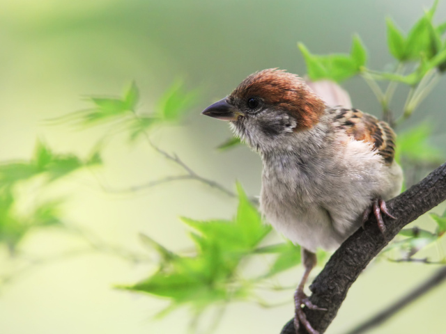 Воробей на веточке