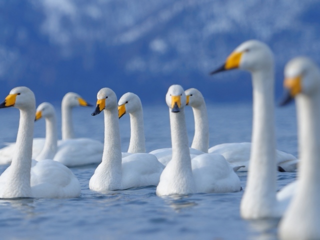Лебеди на озере