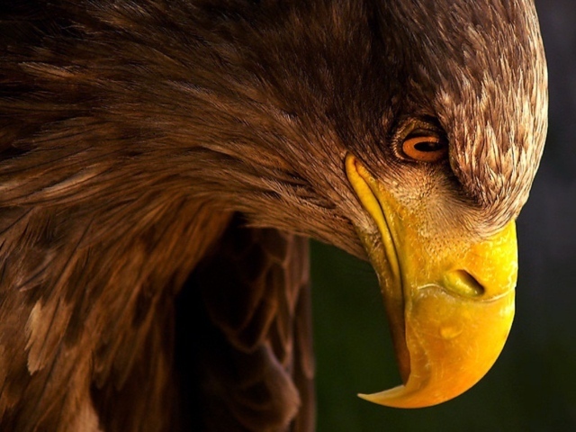 Грозный орел