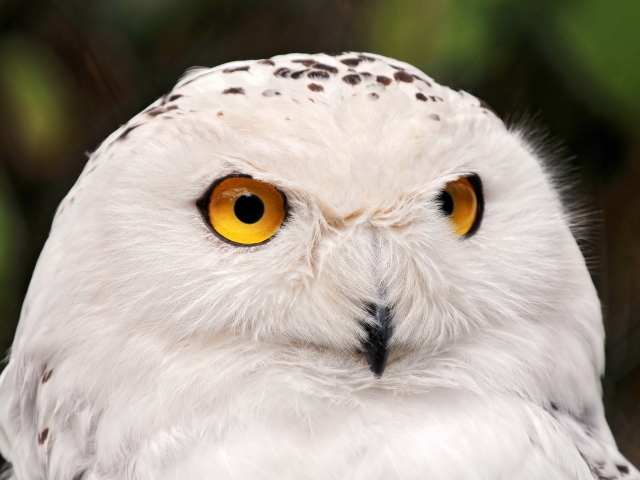 Белая сова