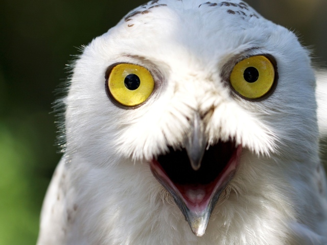 Белый филин