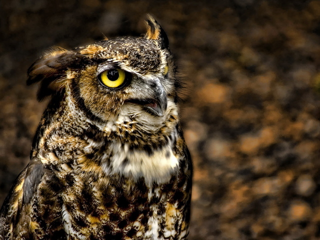 глазастый филин