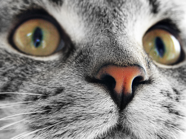 Мордашка кошки