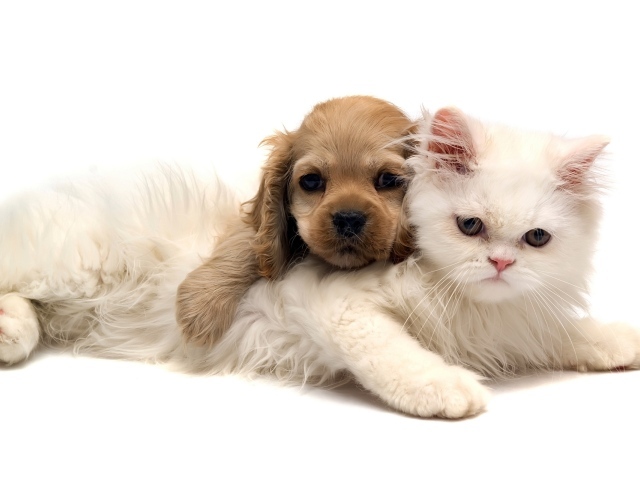 Кошка и щенок