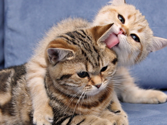 Кошка и котенок