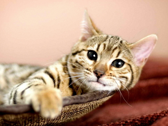 Кошка в корзине