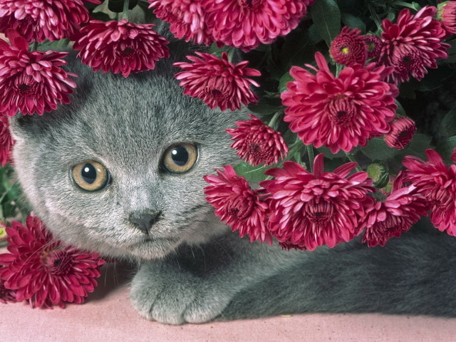 Кошка в цветах