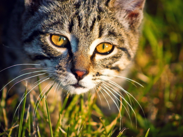 Кошка в траве