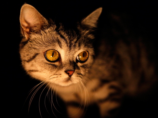 Кошка в ночи