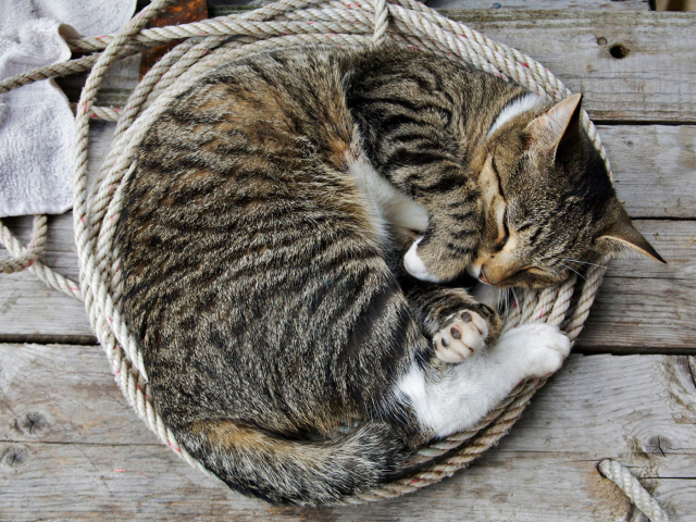 Кошка на веревке