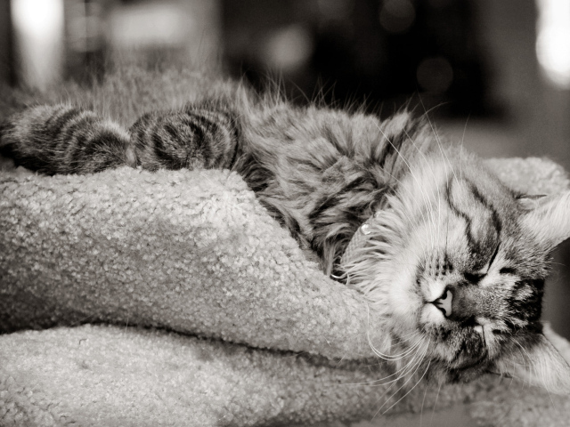 Кошка на шерстяной подушке
