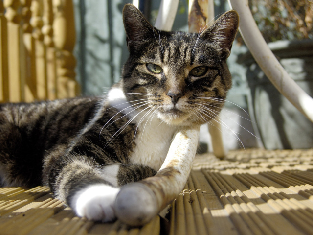 Кошка под столом