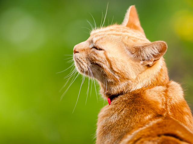 Довольный кот