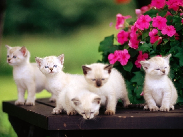 Пять сиамских котят