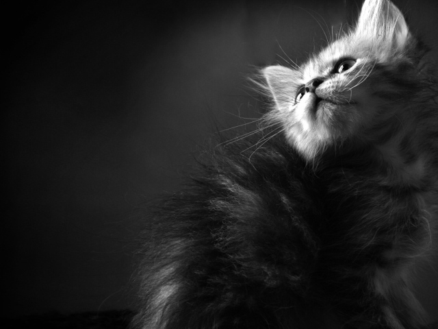 Пушистый котенок