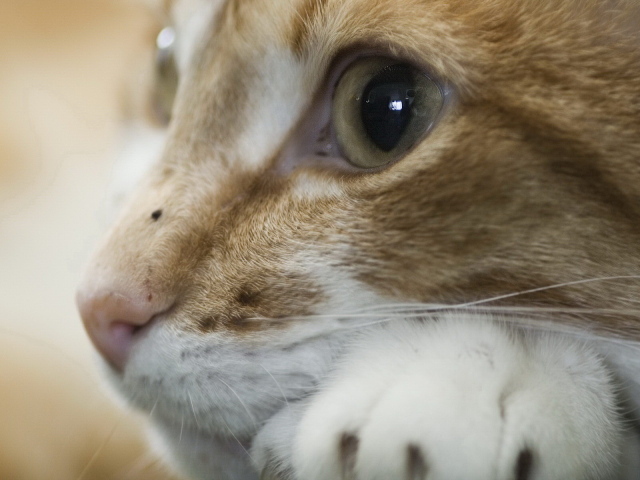 Рыжая кошка