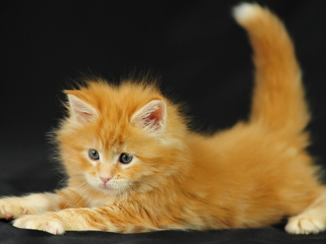 Рыжий котенок