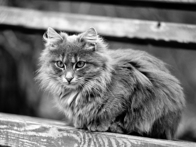 Серая кошечка