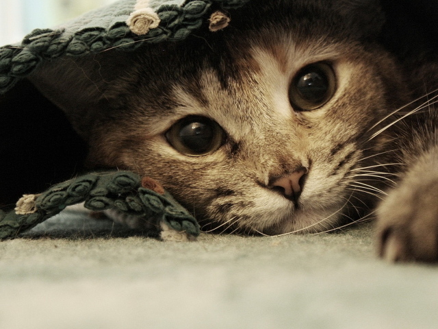 Спрятавшаяся кошка