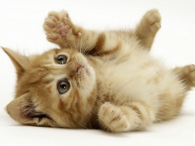 Маленький котенок