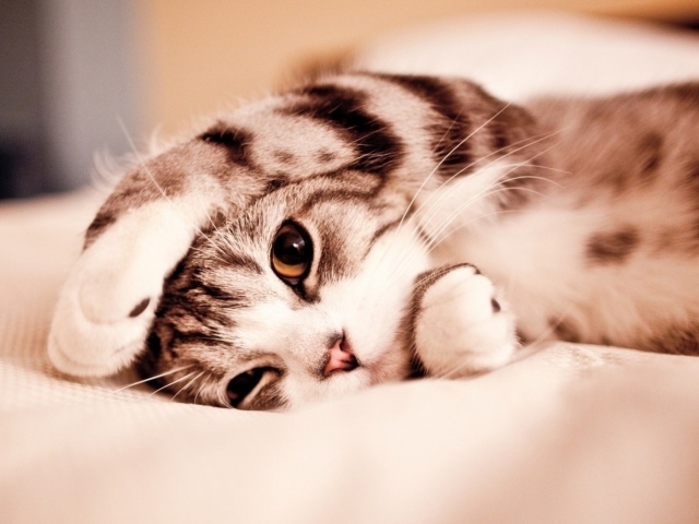 Маленький котенок