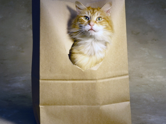 Рыжий кот в пакете