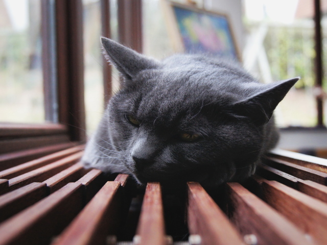 Отдыхающий кот