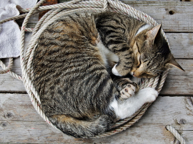 Спящая кошка