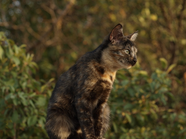 Пятнистый кот