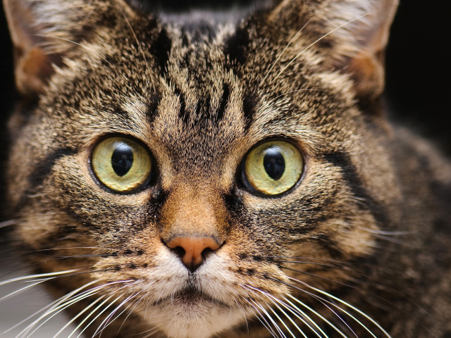 Удивленная мордашка