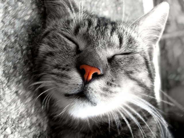 Сладкие кошачьи сны