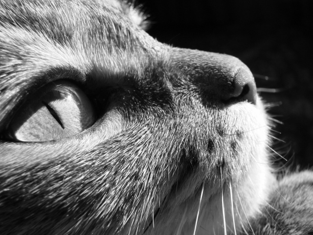 Задумчивый взгляд