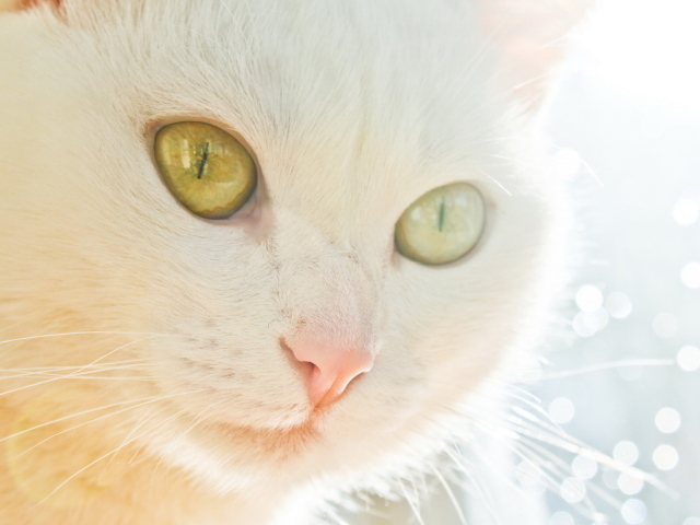 Белая кошка