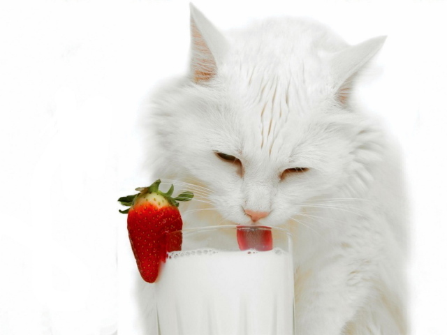 Белая кошка и молоко