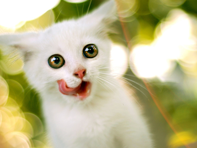 Белый котенок